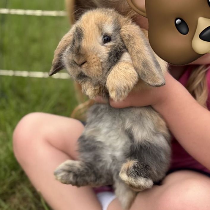 Purebred Holland Lop