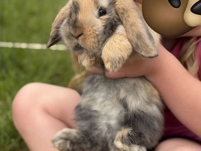 Purebred Holland Lop