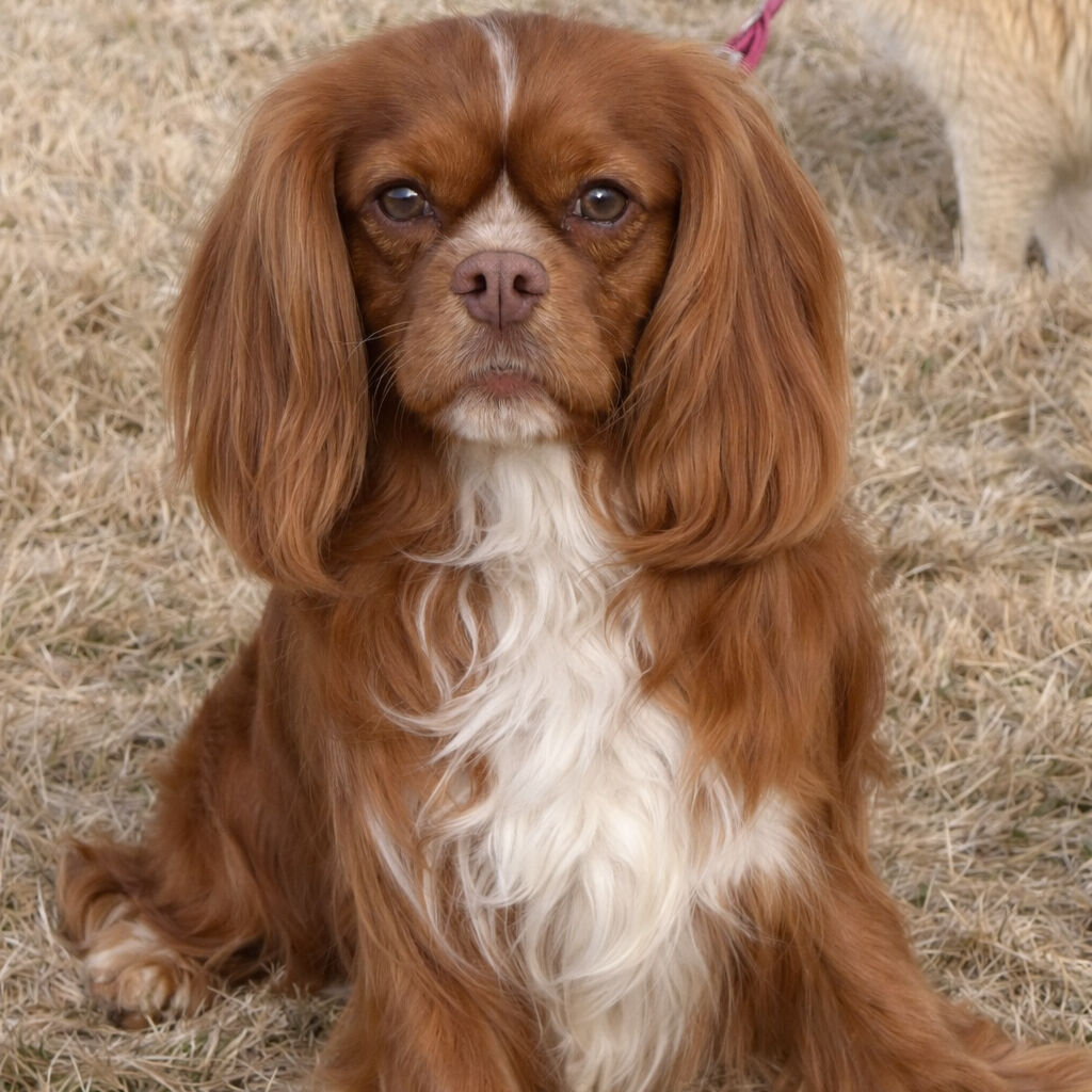 Chocolate Cavalier King Charles AKC Stud