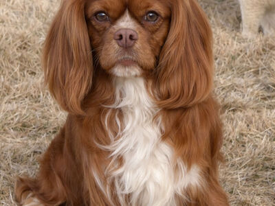 Chocolate Cavalier King Charles AKC Stud