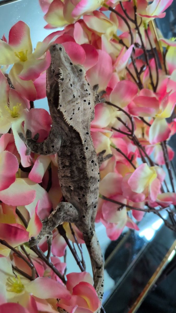 Female crested gecko