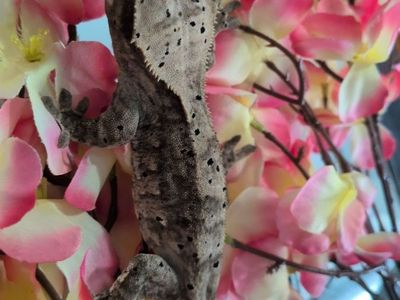 Female crested gecko