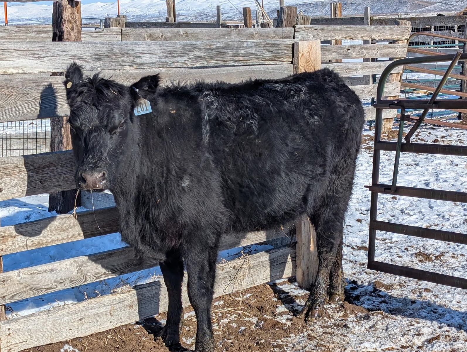 Coming 4 year old Sim/Angus cow for sale