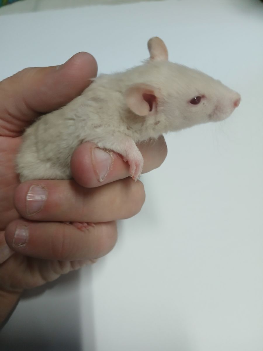Hairless rex rat blue hooded mix