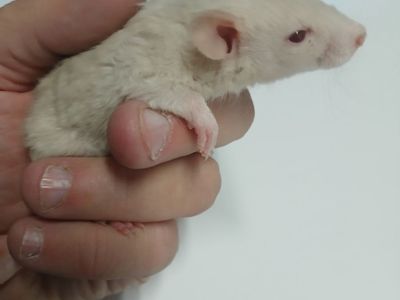 Hairless rex rat blue hooded mix