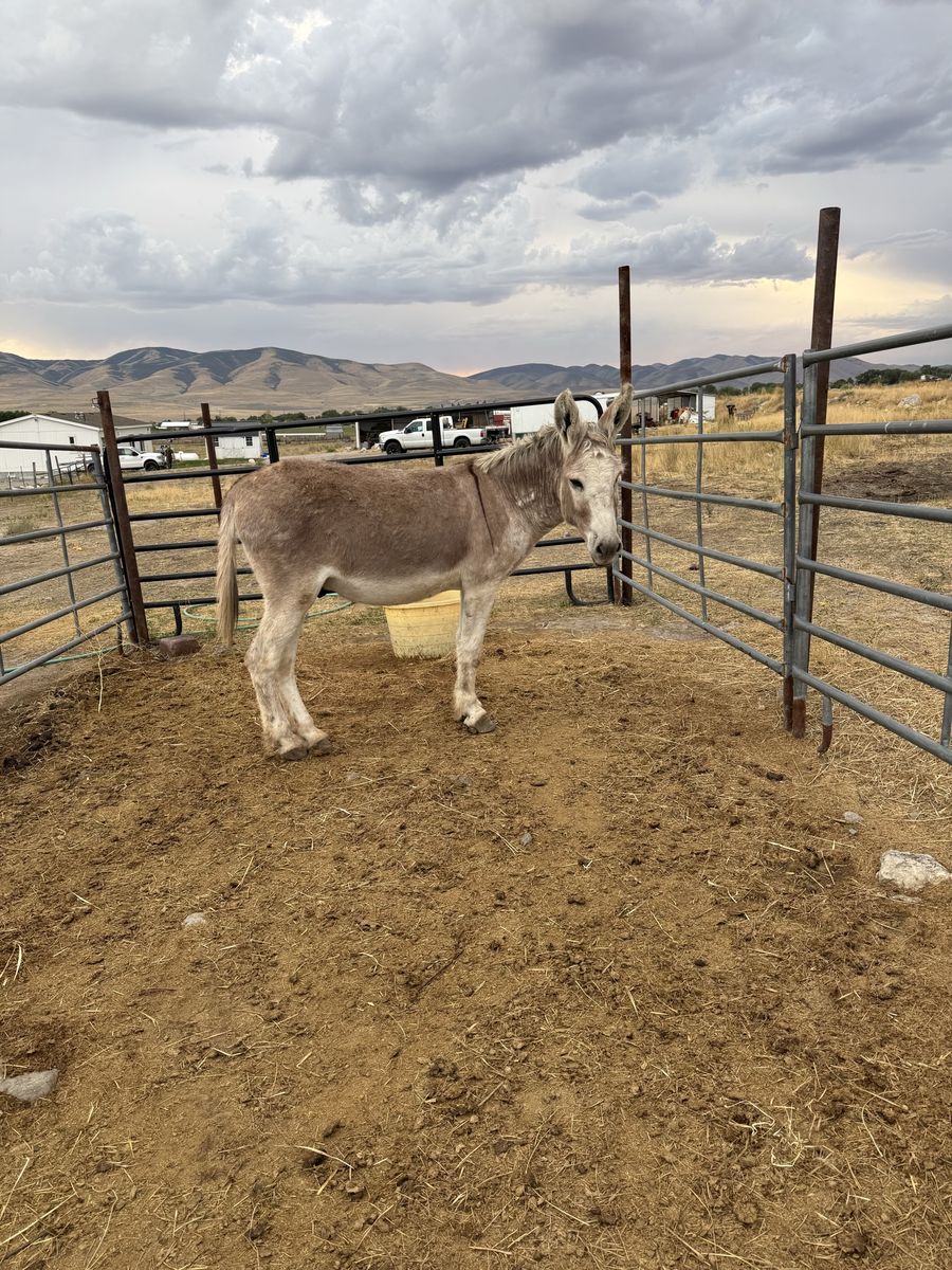 11 yr old Burro