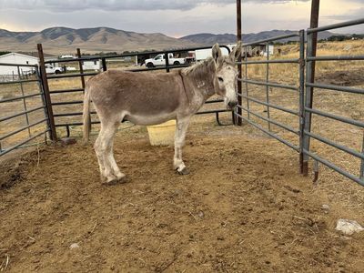 11 yr old Burro