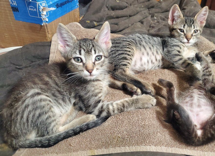Precious Tabby kittens and cats that need loving homes