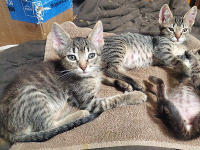 Precious Tabby kittens and cats that need loving homes