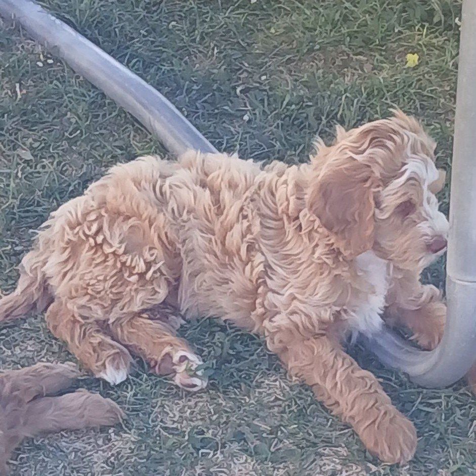 Cavapoo puppies! (Mini---Between 9 and 26lbs.)