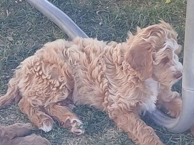 Cavapoo puppies! (Mini---Between 9 and 26lbs.)