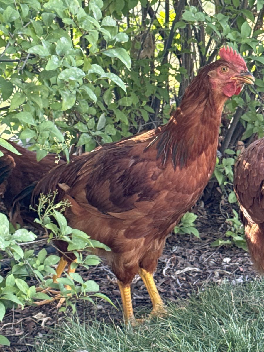 Rooster