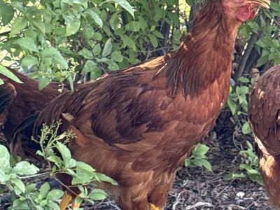 Rooster