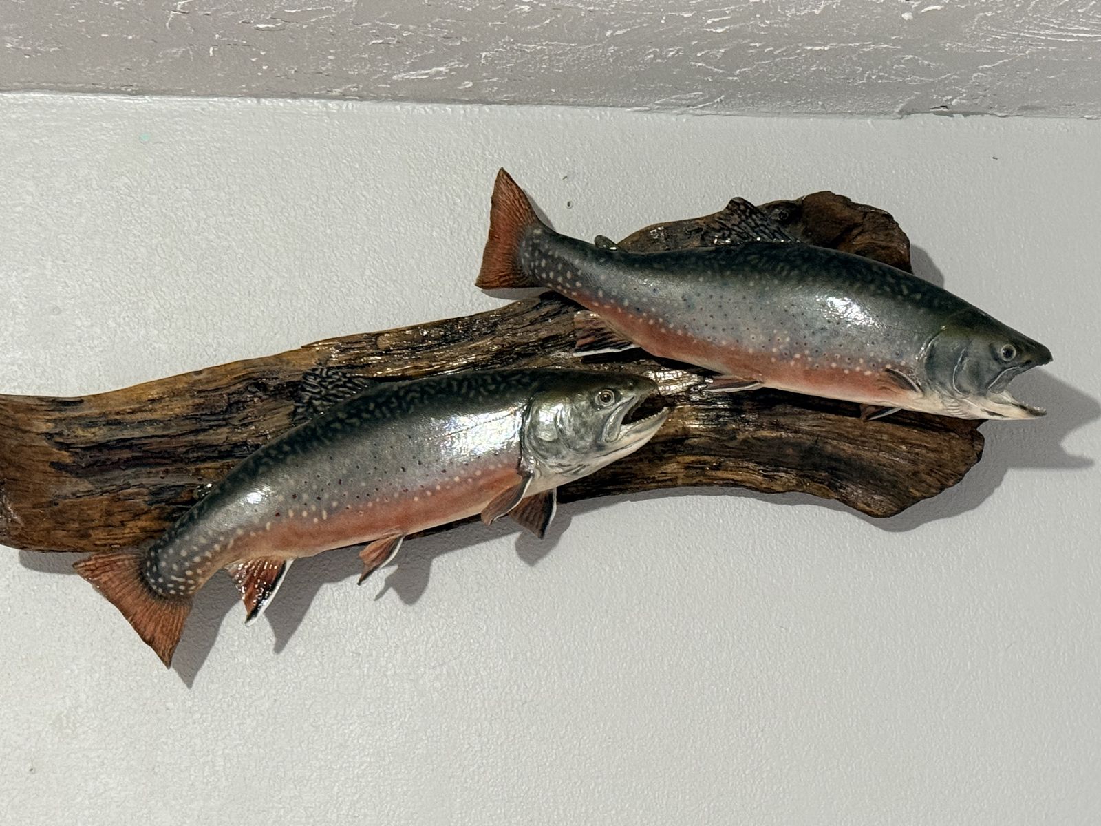 Brook trout