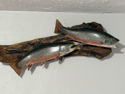 Brook trout