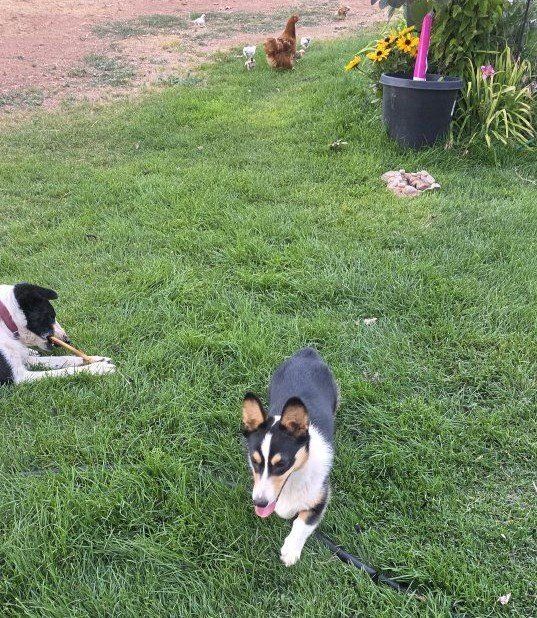 Pembroke Welsh Corgi - female Tricolor, Playful, fun and full of energy.