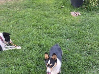 Pembroke Welsh Corgi - female Tricolor, Playful, fun and full of energy.