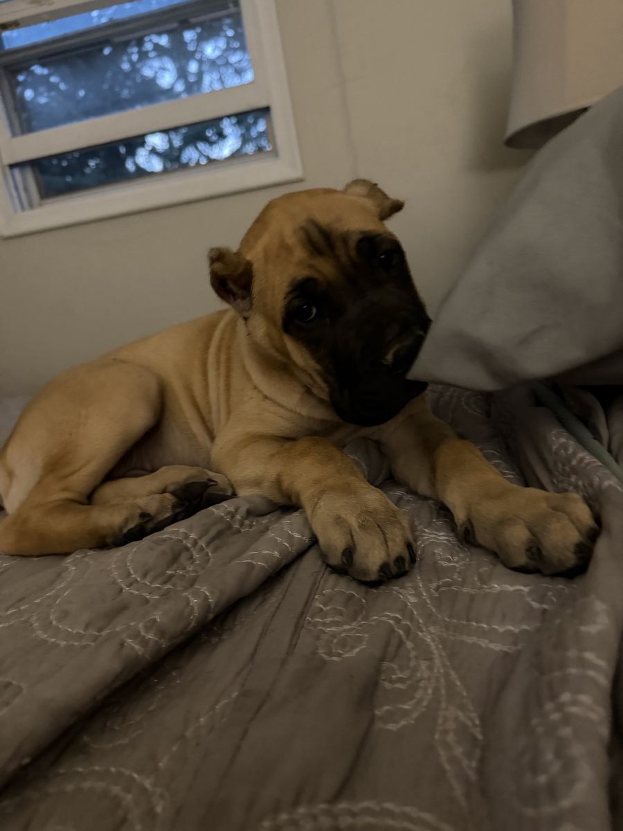 Cane Corso Puppy