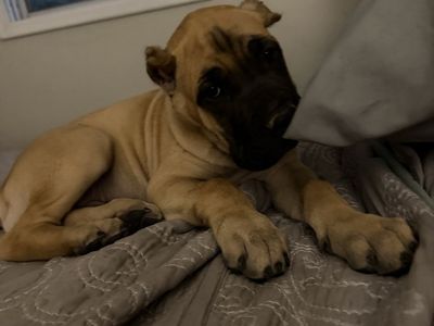 Cane Corso Puppy