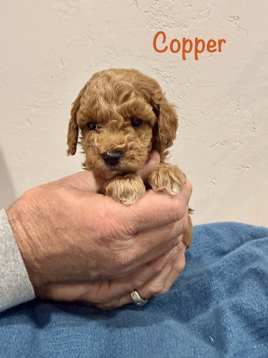 AKC Mini Poodle Puppies