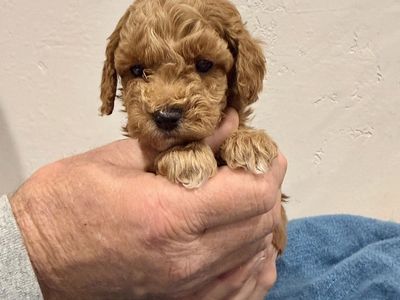 AKC Mini Poodle Puppies