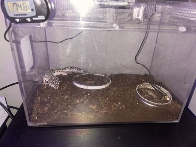 Gecko
