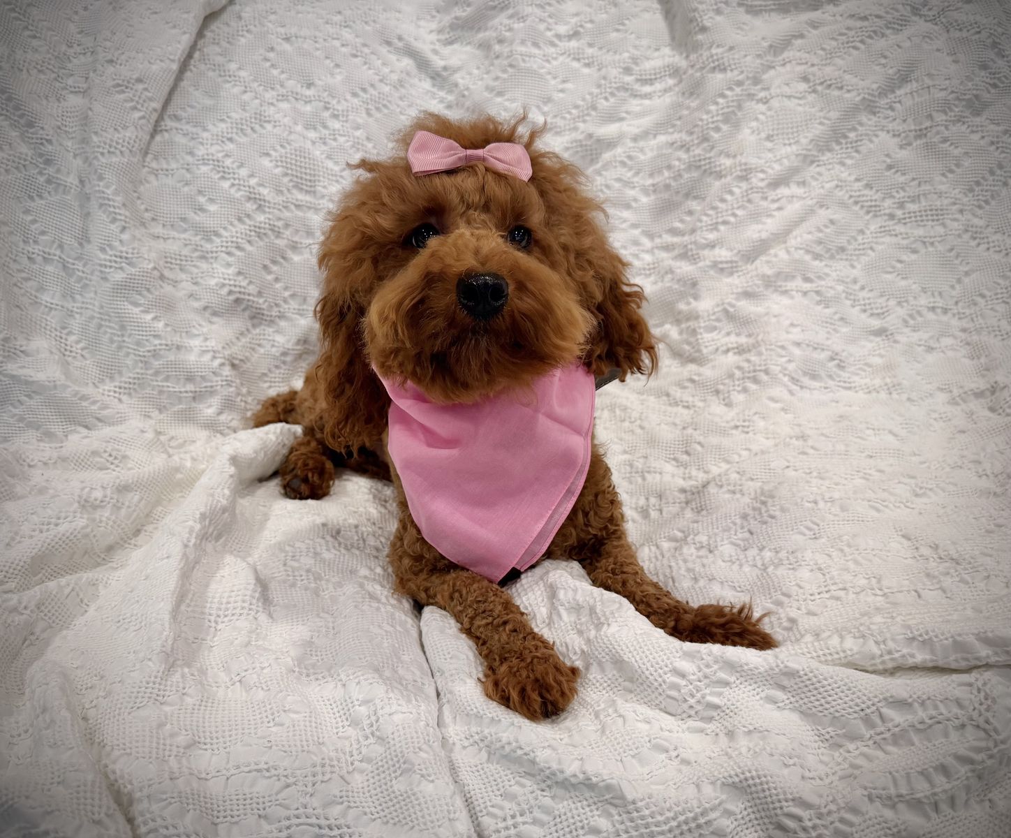 AKC Dark Red Mini Poodle Girl