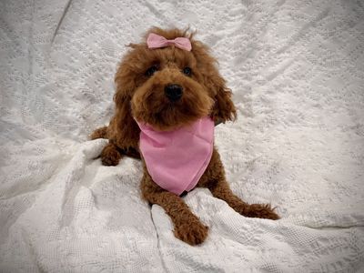 AKC Dark Red Mini Poodle Girl