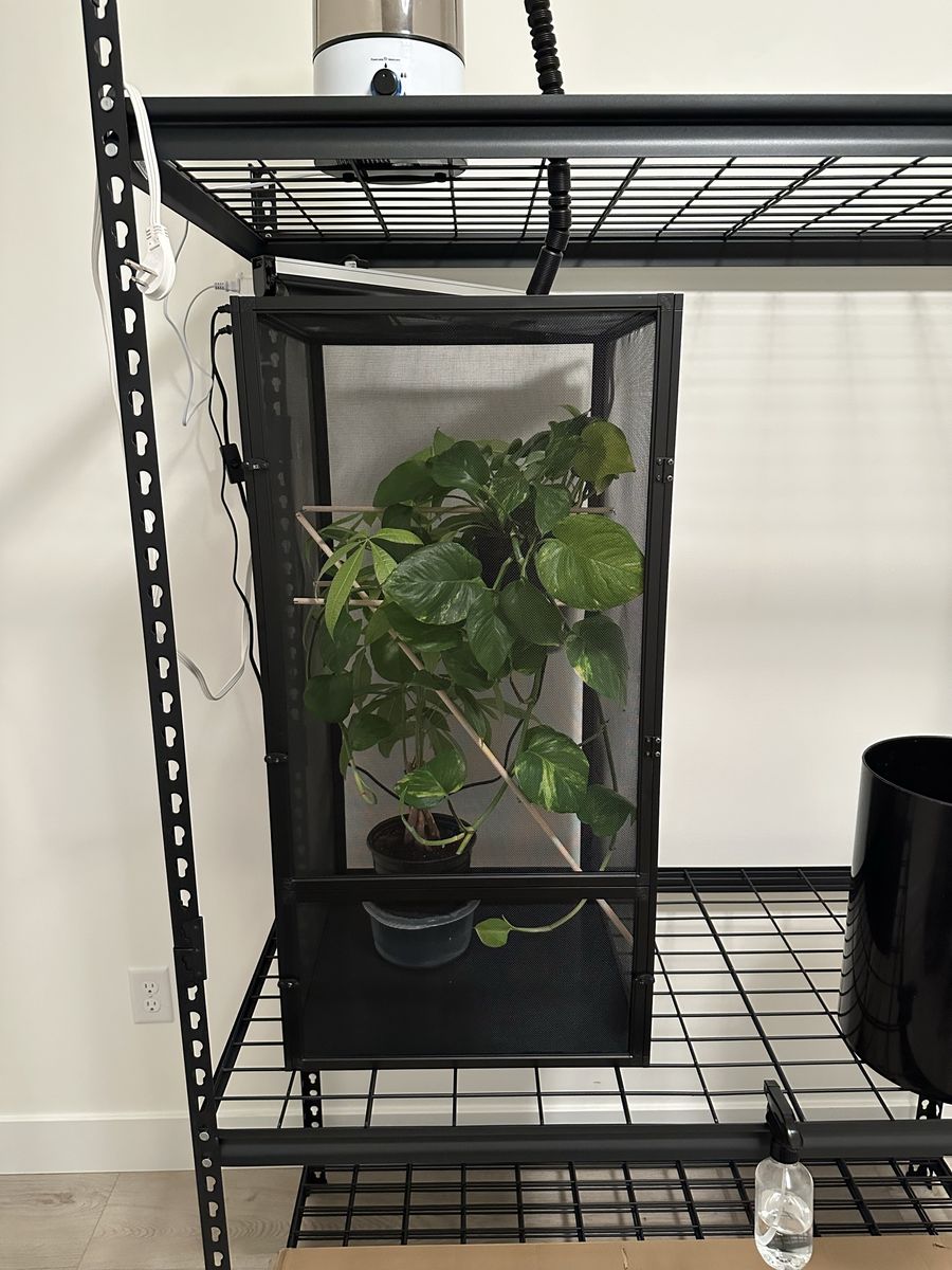 Chameleon Enclosure