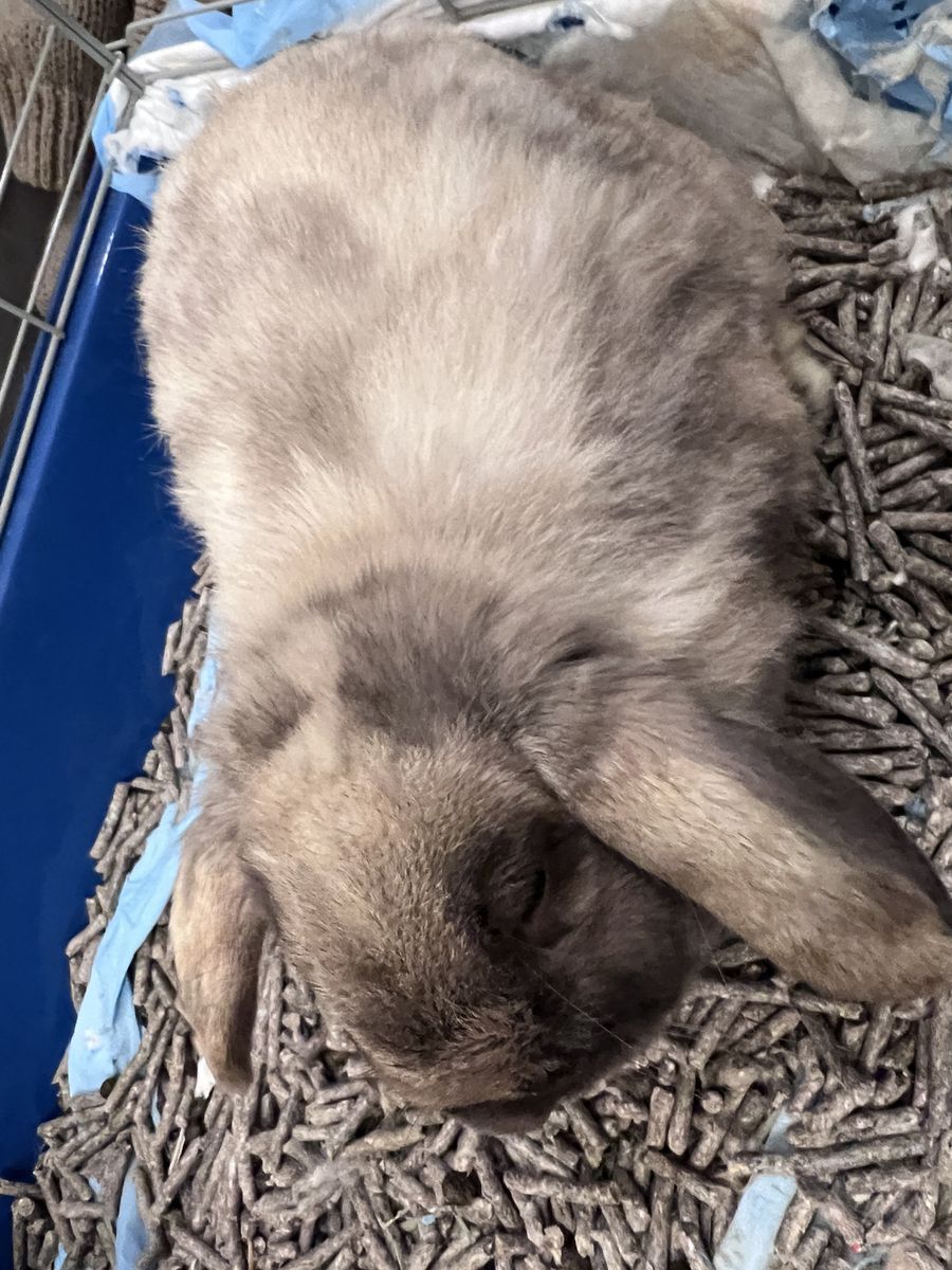 Male Rabbit Lop