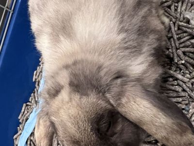 Male Rabbit Lop