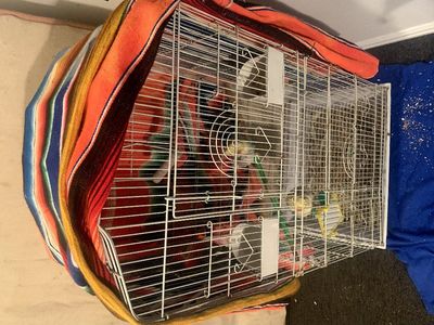 Cockateils