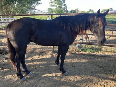 4 year old bay gelding mountain horse