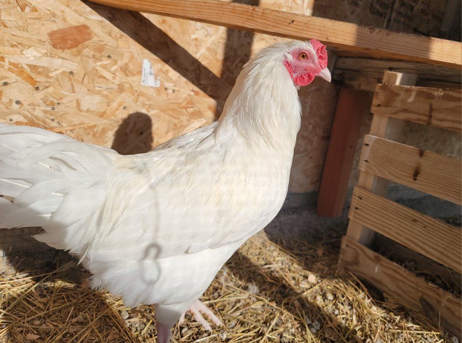 Alchemist Farms Moss Egger Young Rooster!