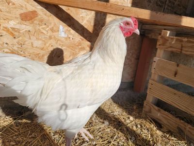 Alchemist Farms Moss Egger Young Rooster!