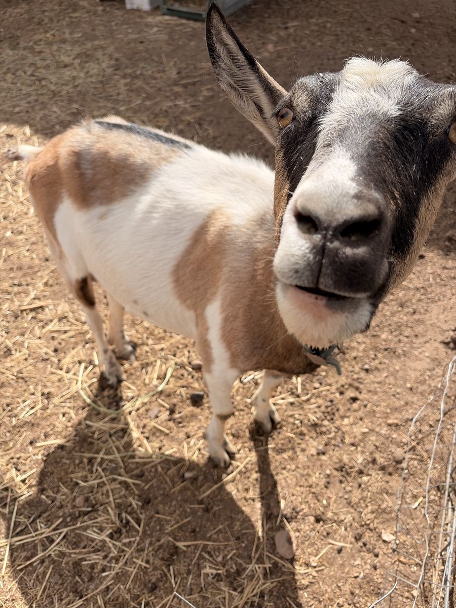 Star-E Jenny Alpine goat