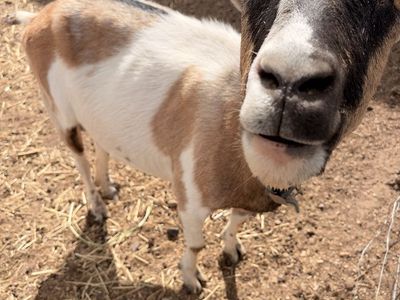 Star-E Jenny Alpine goat