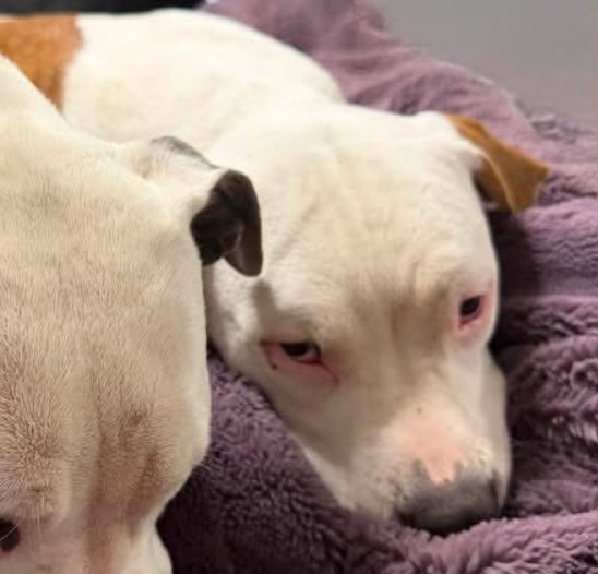 Save this pittie mix puppy!