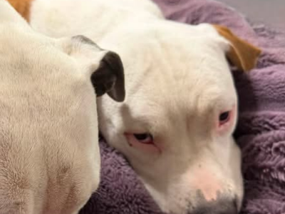 Save this pittie mix puppy!