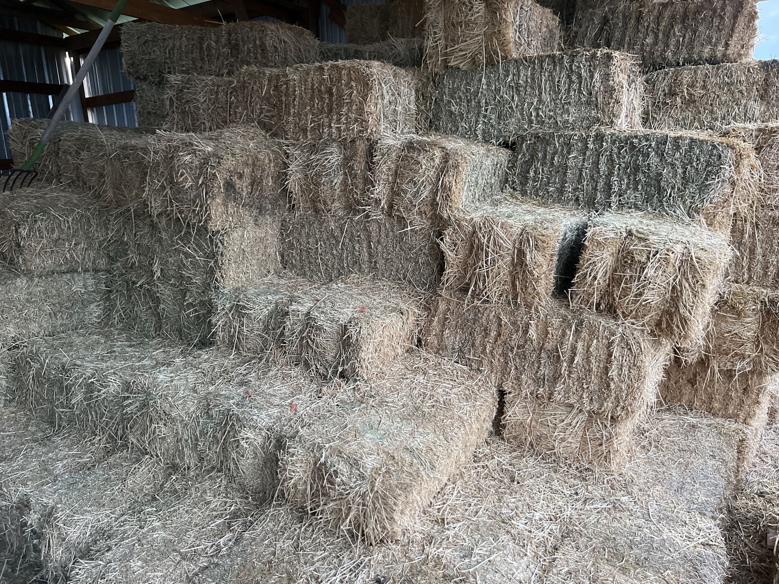 Alfalfa- small bales 60 lbs~