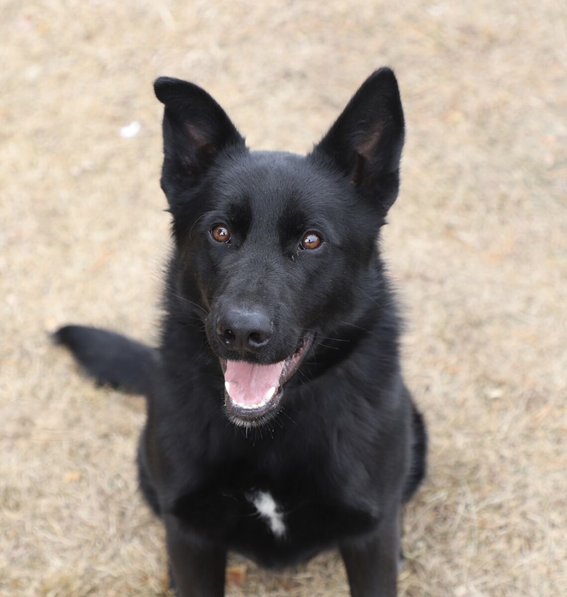 Rocky 10 Month old GSD Male