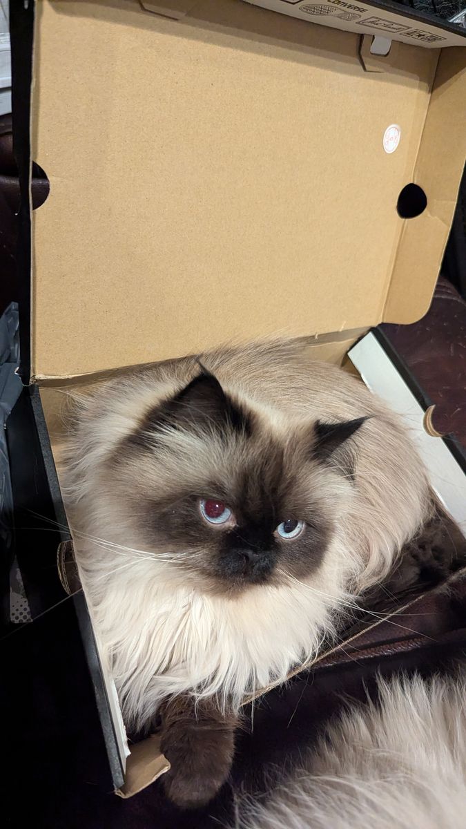 Neutered Persian and Spayed Ragdoll