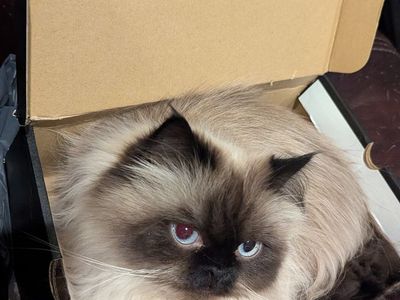 Neutered Persian and Spayed Ragdoll