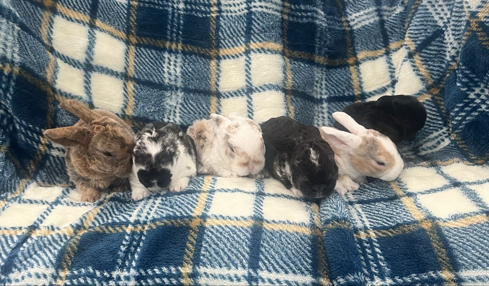 Pedigreed mini plush lops