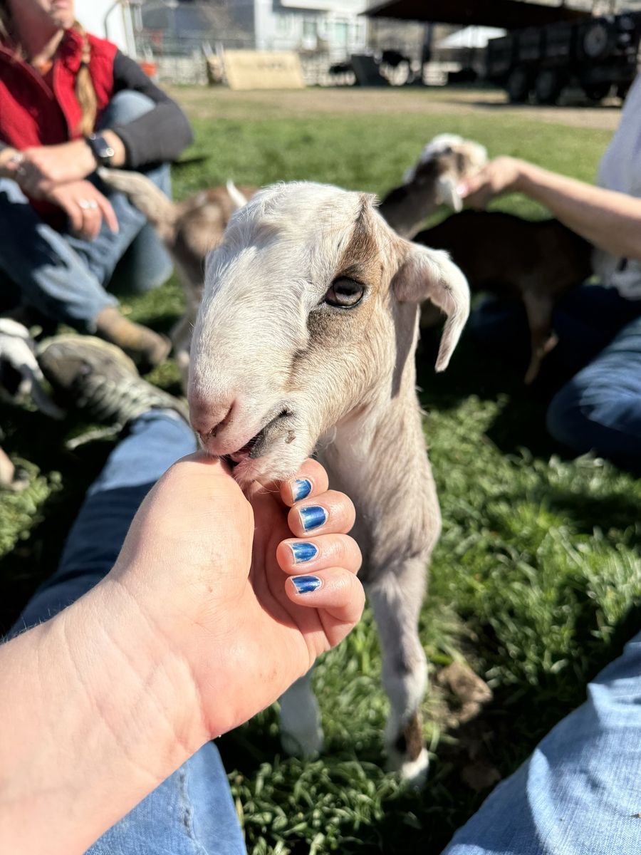 Pack goats