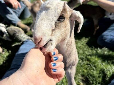 Pack goats