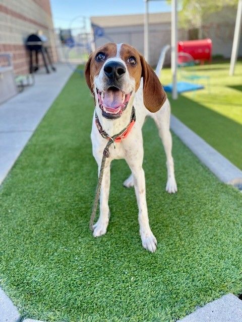 A160871 Famous Amos is Available for Adoption!