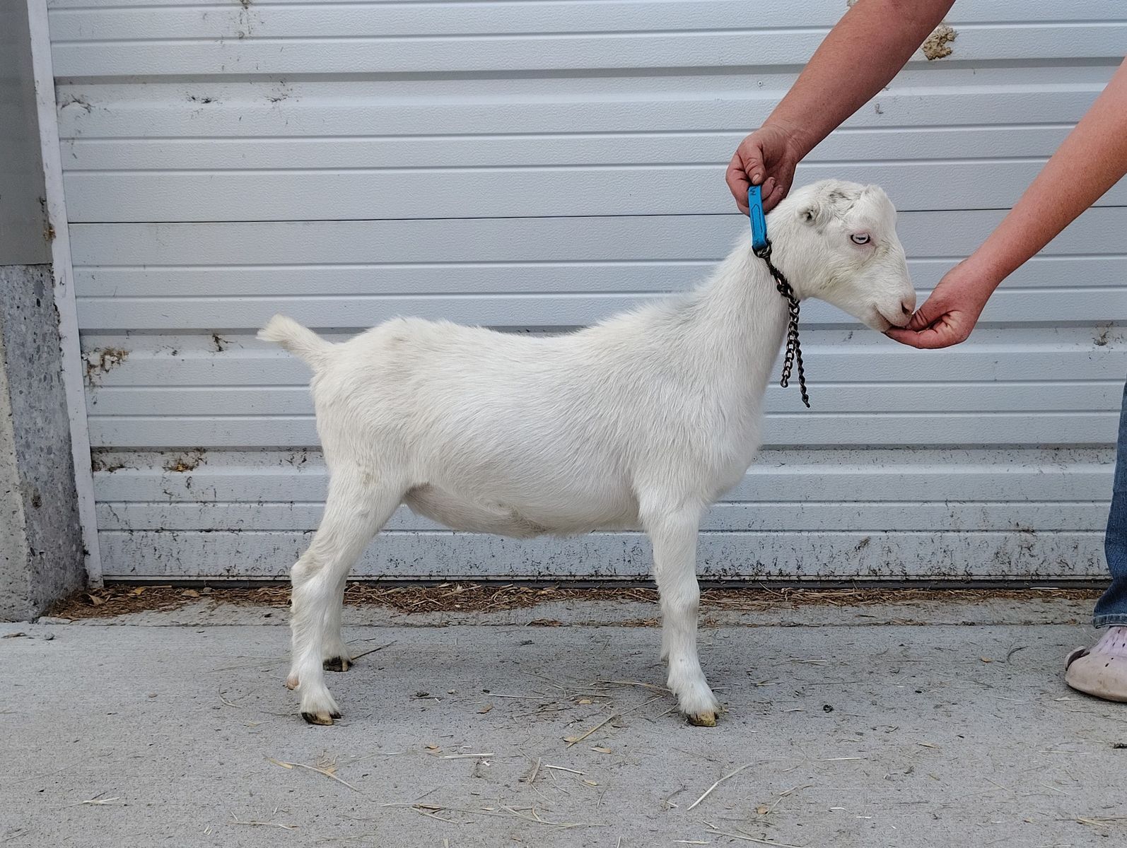 Blue Eyed Mini Lamancha Doe