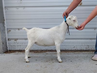 Blue Eyed Mini Lamancha Doe