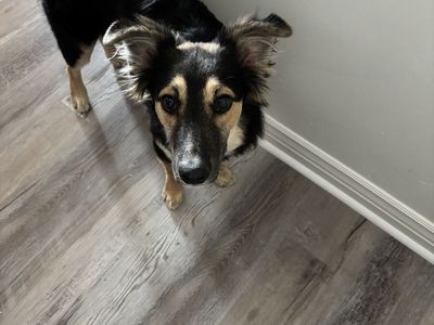 German Shepherd/Border Collie Mix Needs Rehoming